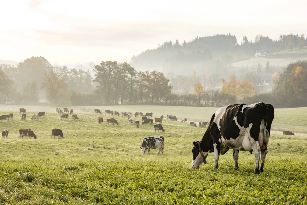 élevage de boeuf et de vache