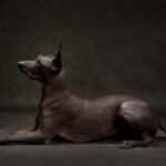 Beautiful dog