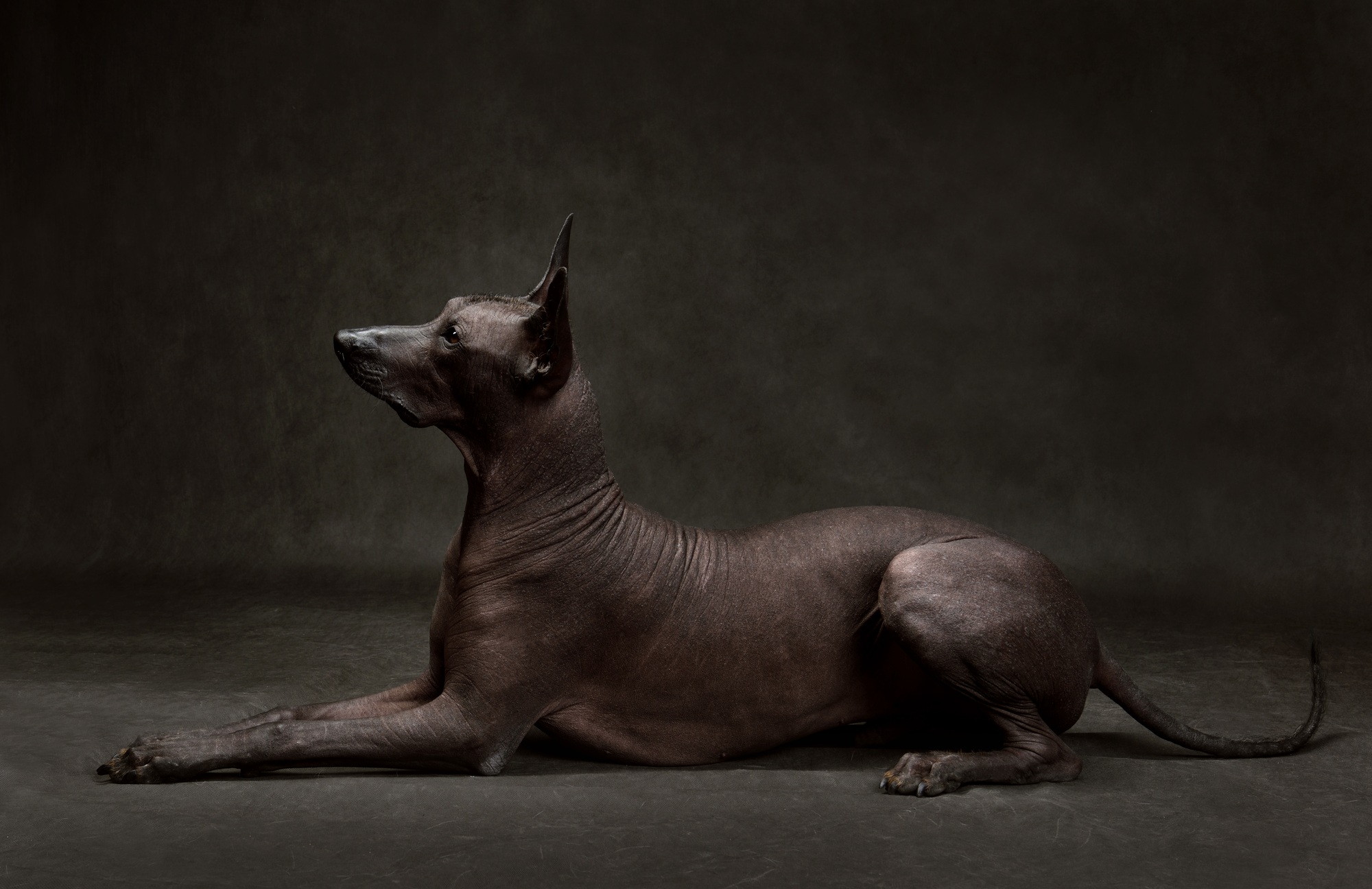 Beautiful dog