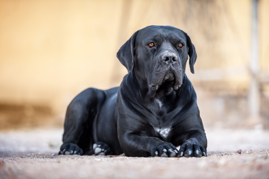 caractère cane corso