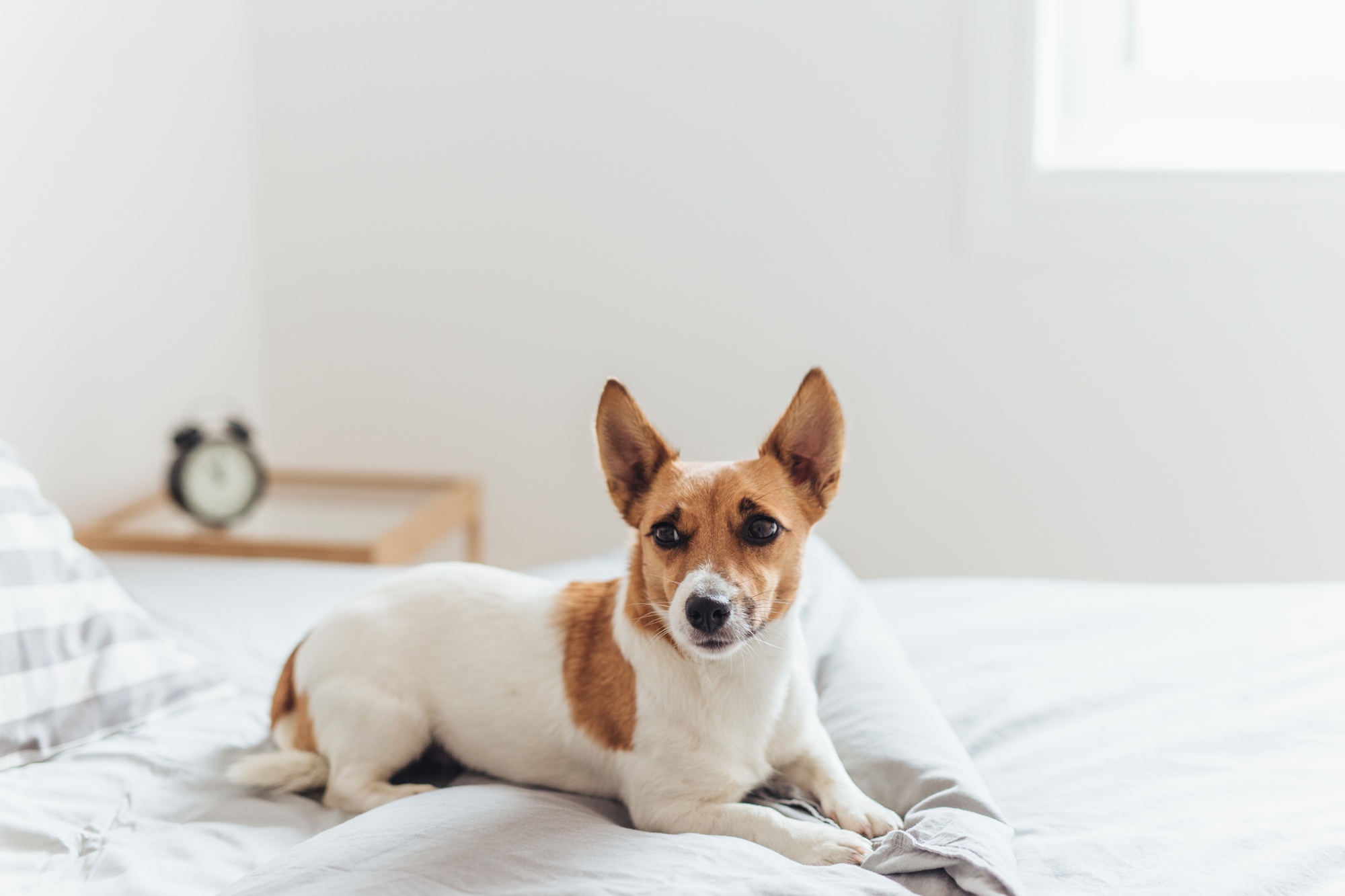 Charming dog lying on bed in morning