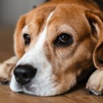 Close up of a beagle dog laying on a floor