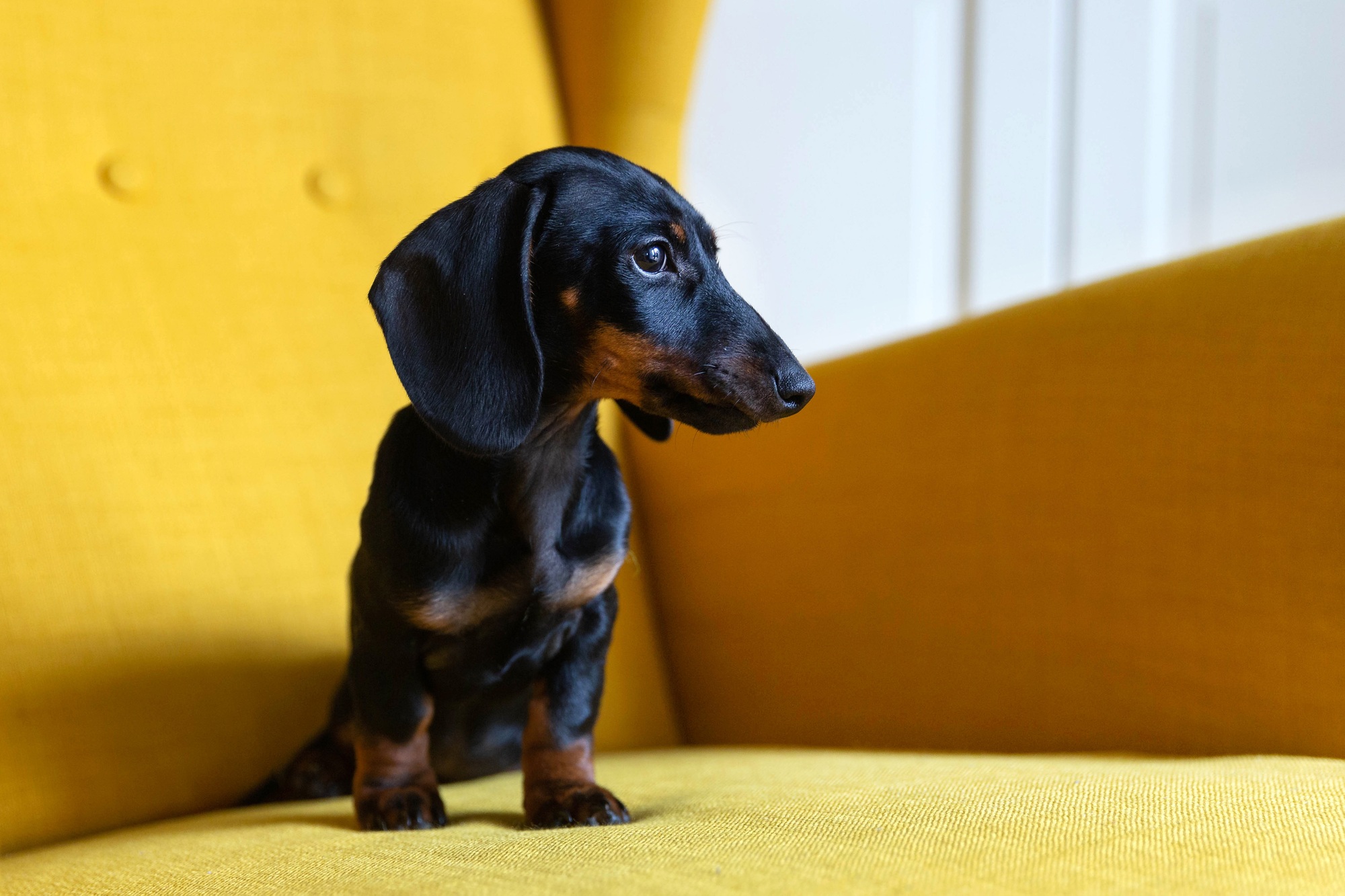 Cute puppy of dachshund