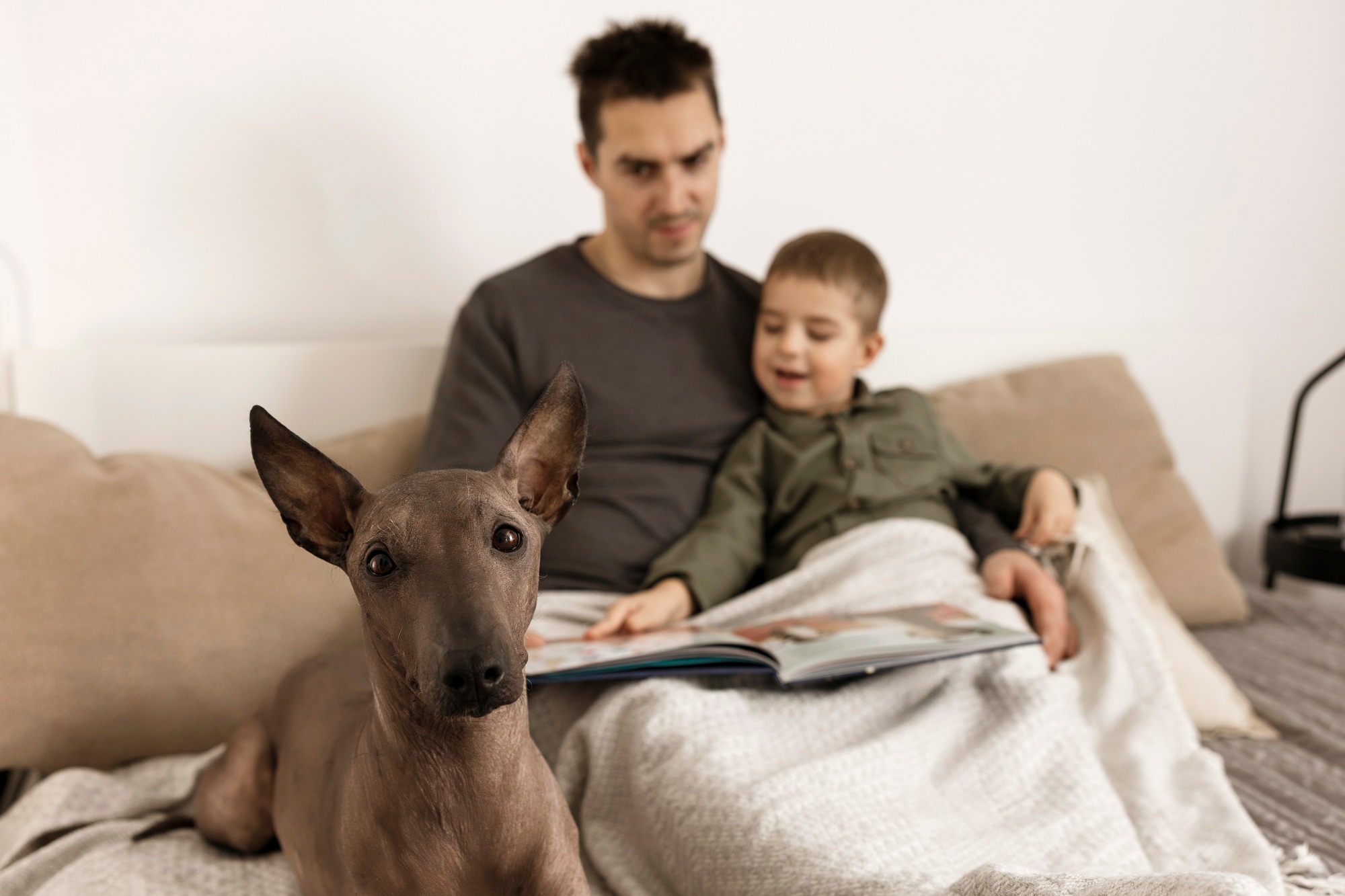 Dog as family member. Mexican hairless, xoloitzquintle. Adult dog on the bed at home