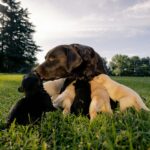 élevage de chien