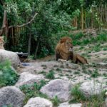Lion with three lionesses at the zoo