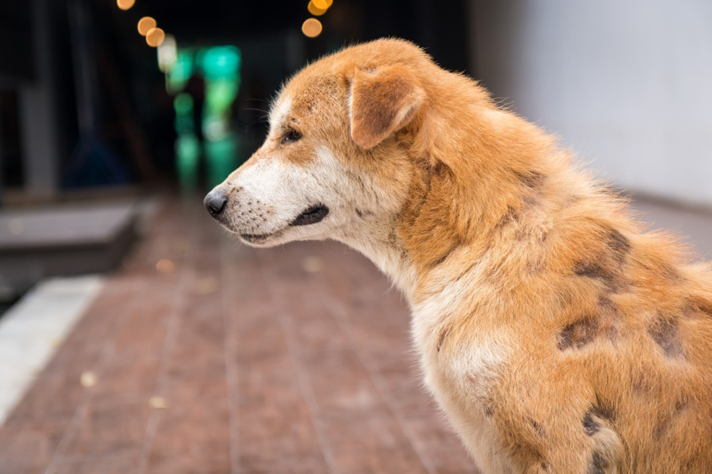 Allergies Golden Retriever