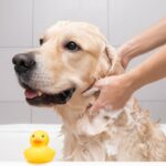 remèdes maison pour la peau sèche des chiens
