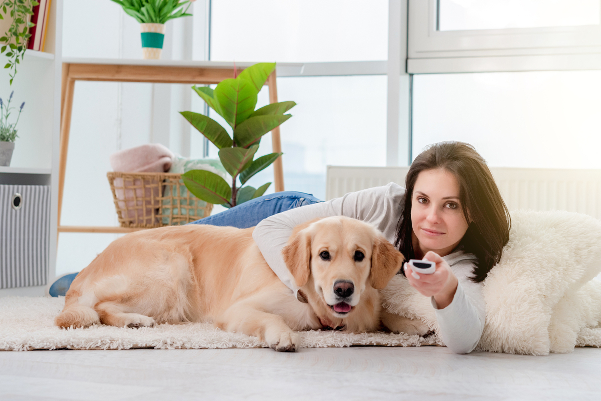 télé et chien