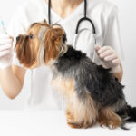 vacciner chien contre la rage